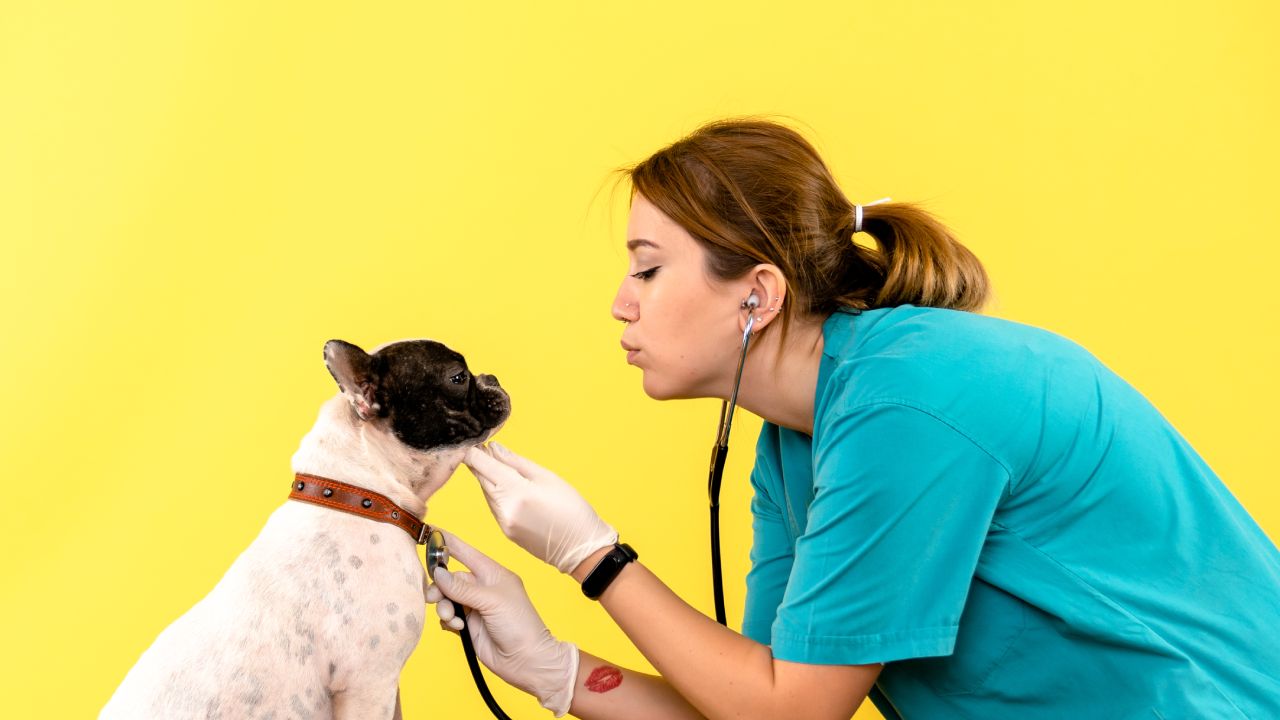 Por qué mi perro vomita amarillo