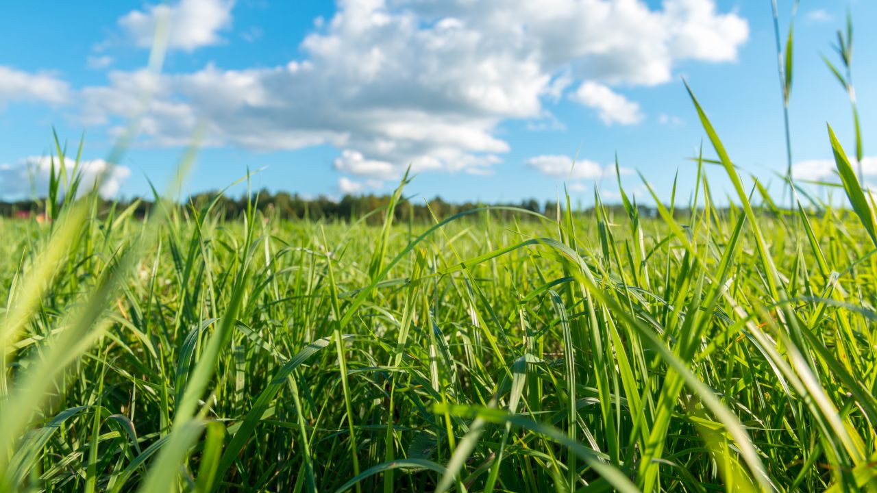 Cómo-revivir-el-pasto
