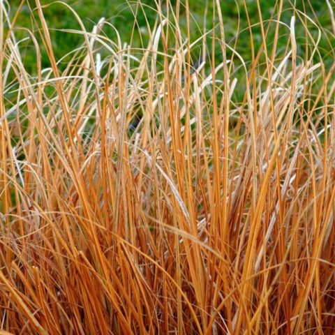 Por-qué-se-seca-el-pasto