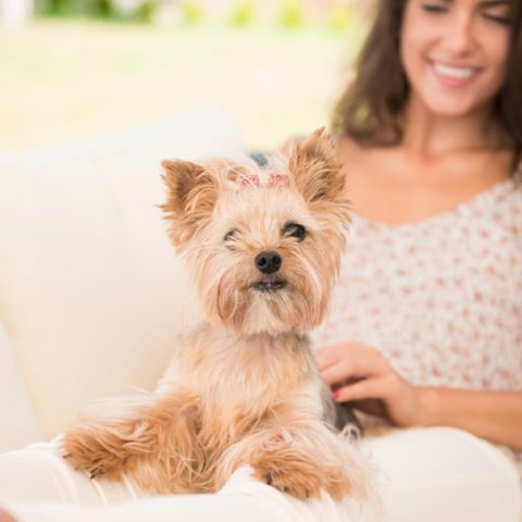 perro se acuesta sobre ti razones