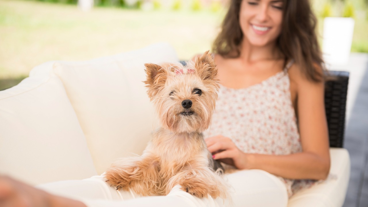 perro se acuesta sobre ti razones