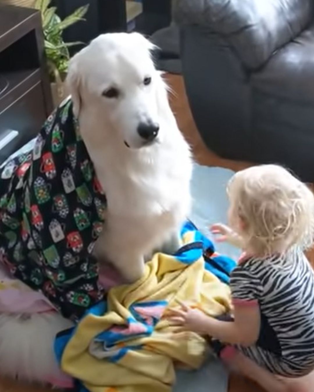 paciente perrito se deja envolver en frazadas