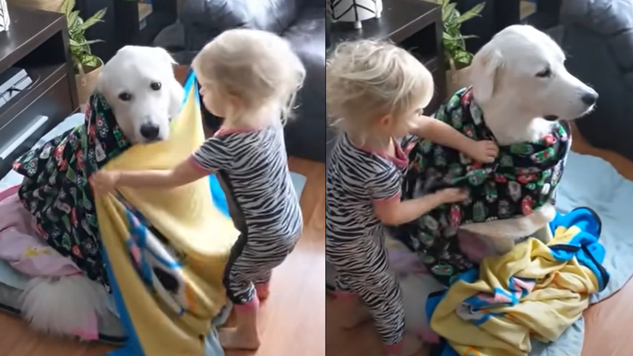 nena envuelve a perrito en cobijas