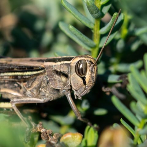 grillos en casa que quiere decir