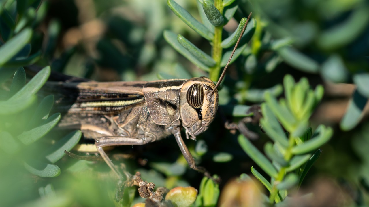 grillos en casa que quiere decir