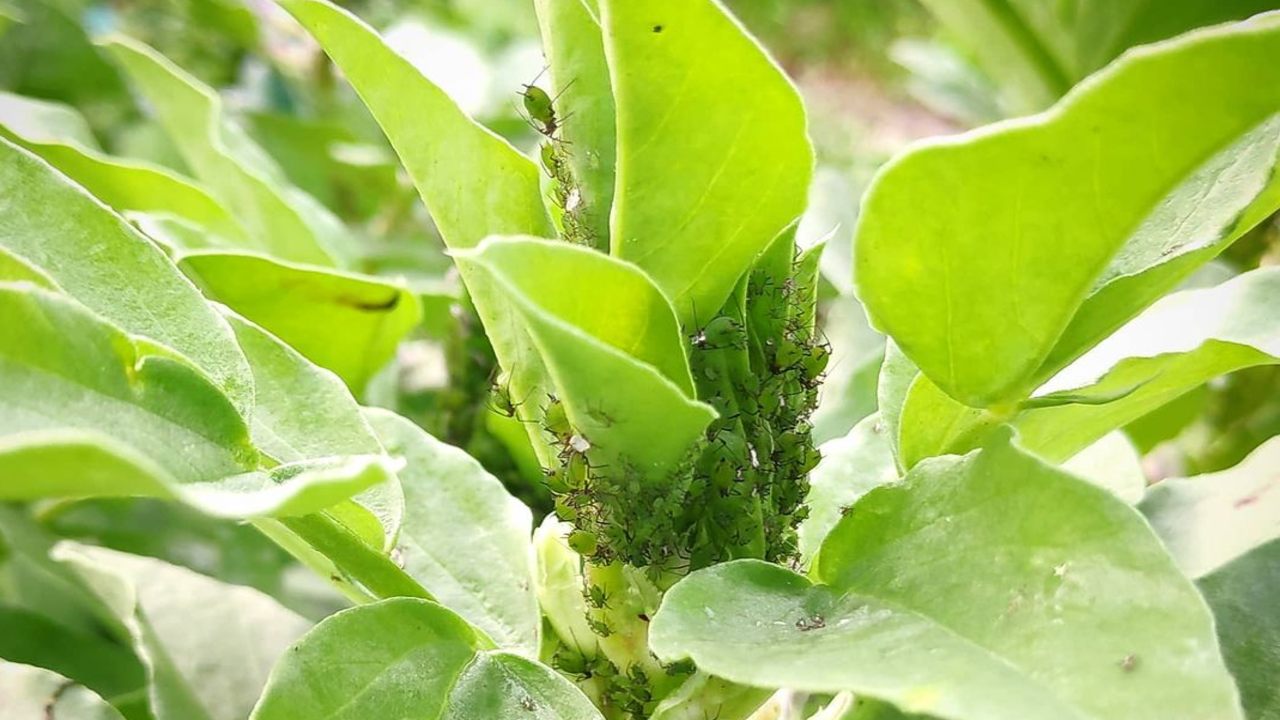 evita que tus plantas tengan pulgones