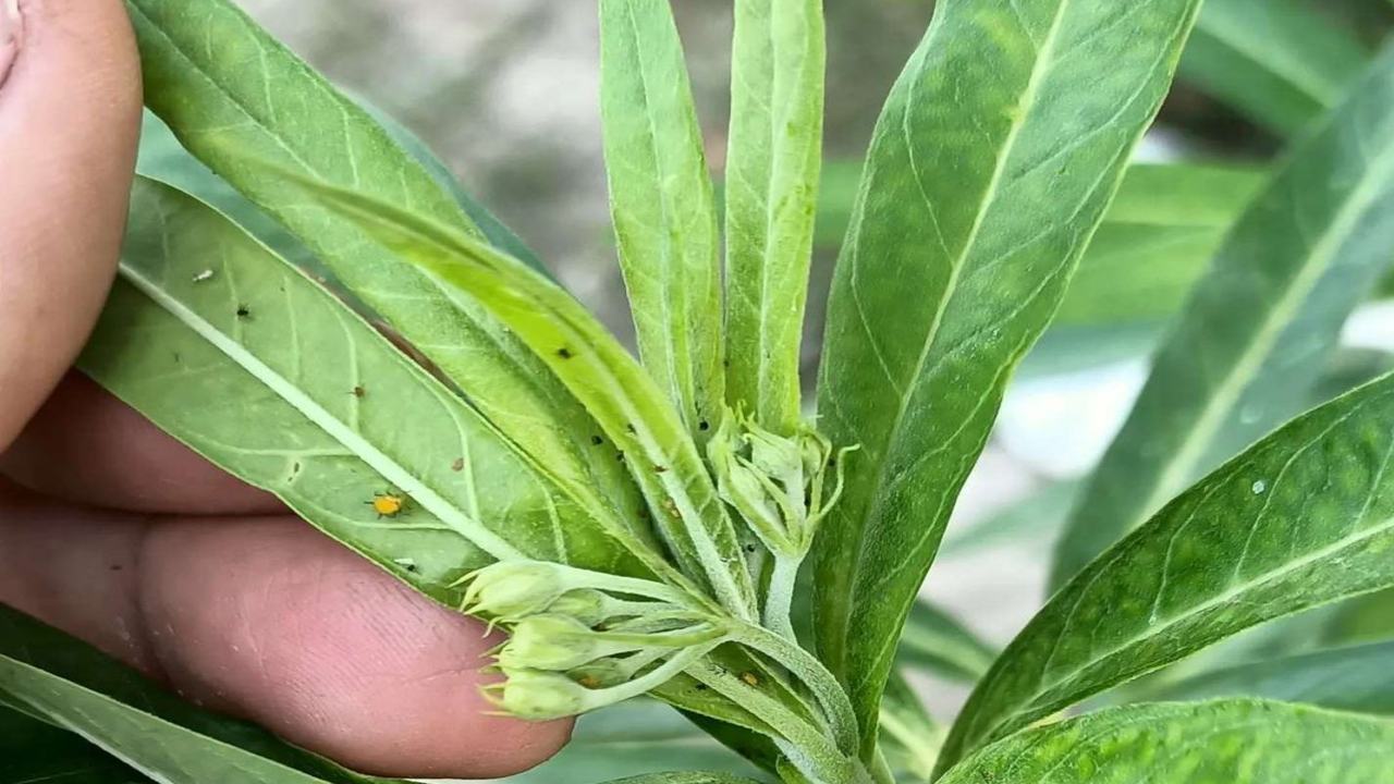 tips de jardinería eliminar pulgones