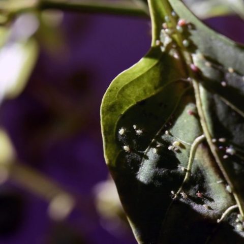 plantas de interior con pulgón cómo combatirlo
