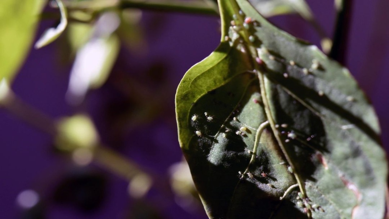 plantas de interior con pulgón cómo combatirlo