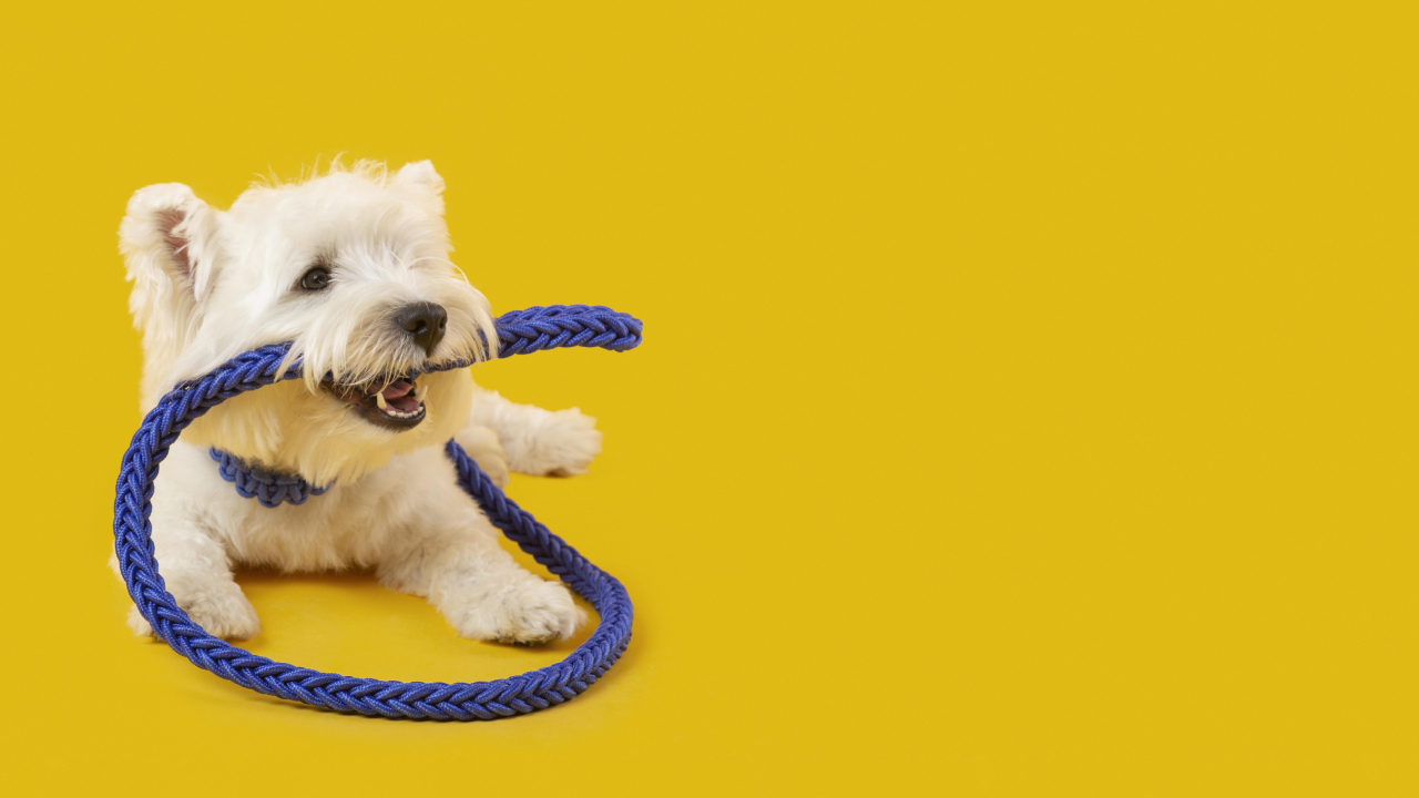 Pasea a tu perro todos los días