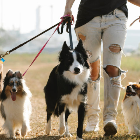 por qué es importante sacar a pasear a tu perro todos los días
