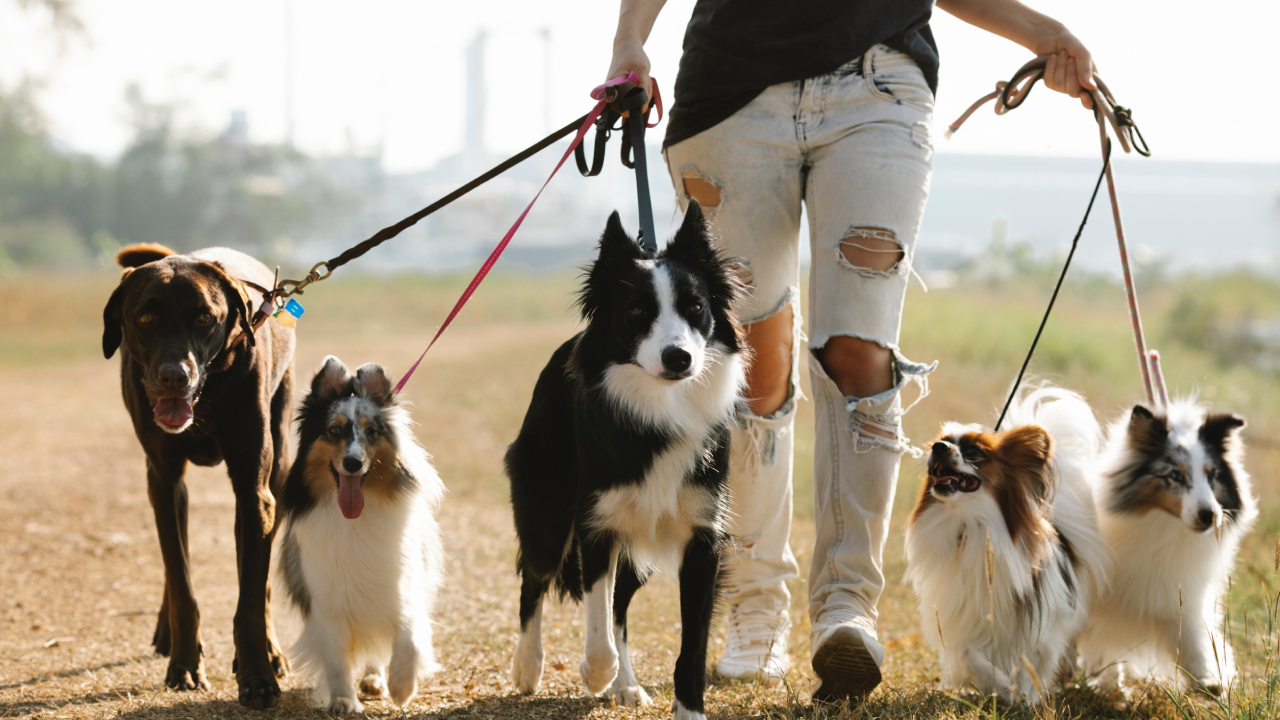 por qué es importante sacar a pasear a tu perro todos los días