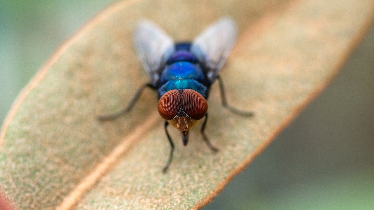 qué quiere decir si hay muchas moscas en casa 