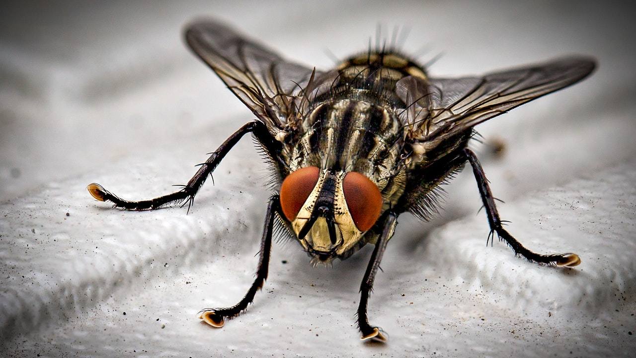 rituales moscas en casa mal presagio 