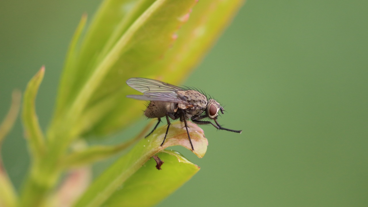 qué quiere decir que tengas muchas moscas en casa