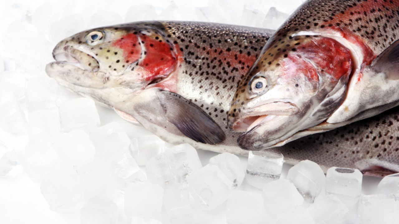 como congelar pescado para que dure