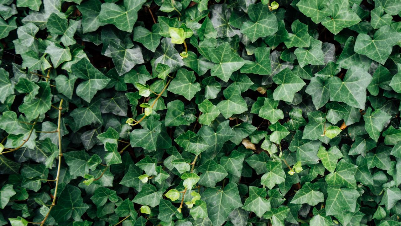 plantas de sol venenosas