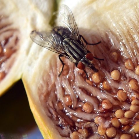 tipos de plantas que ahuyentan moscas de fruta