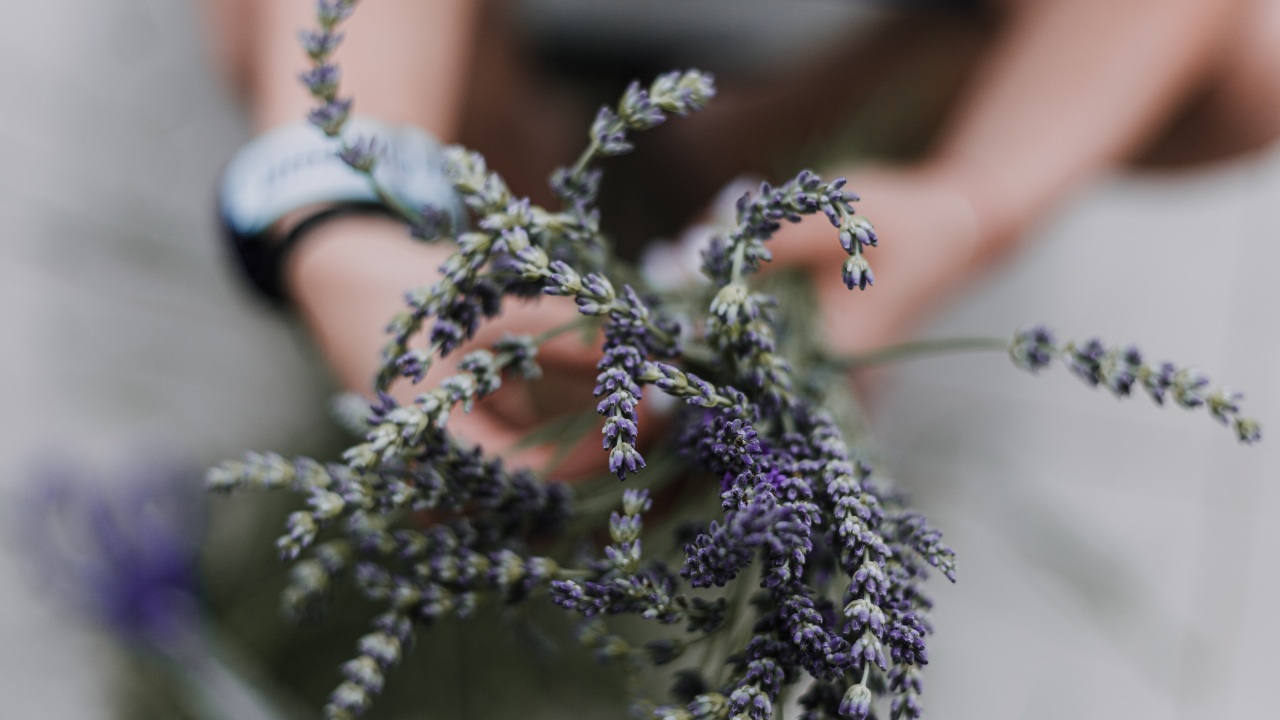 plantas de interior para ahuyentar plagas