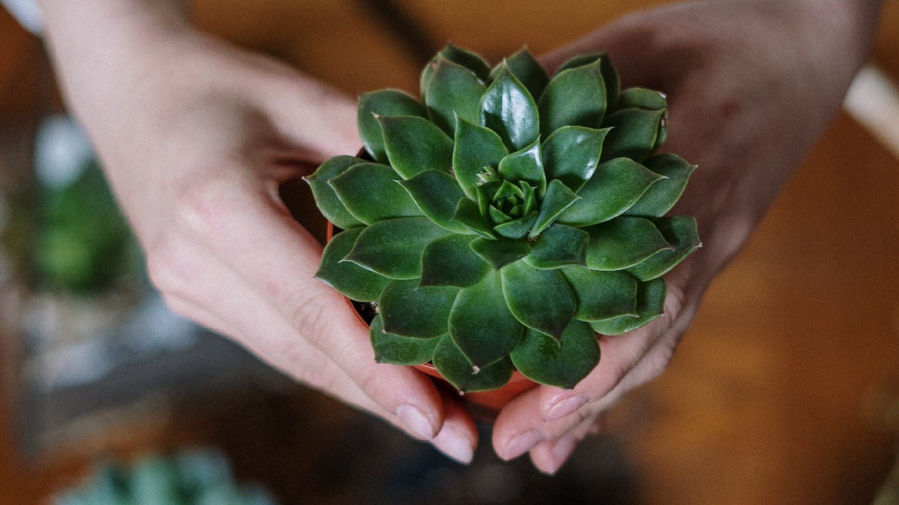 plantas suculentas pueden causar alergias