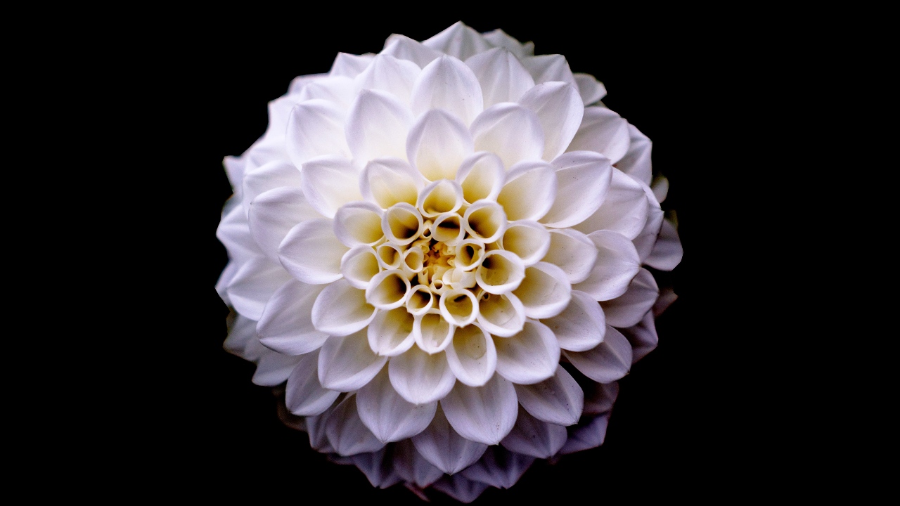 jardineria plantas que causan alergias