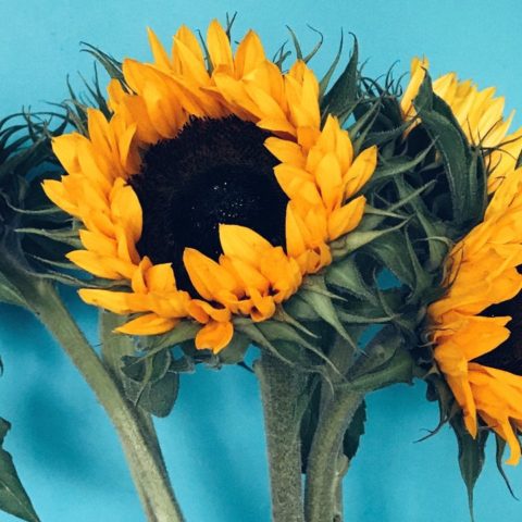 tipos de plantas que debes evitar si sufres de alergia