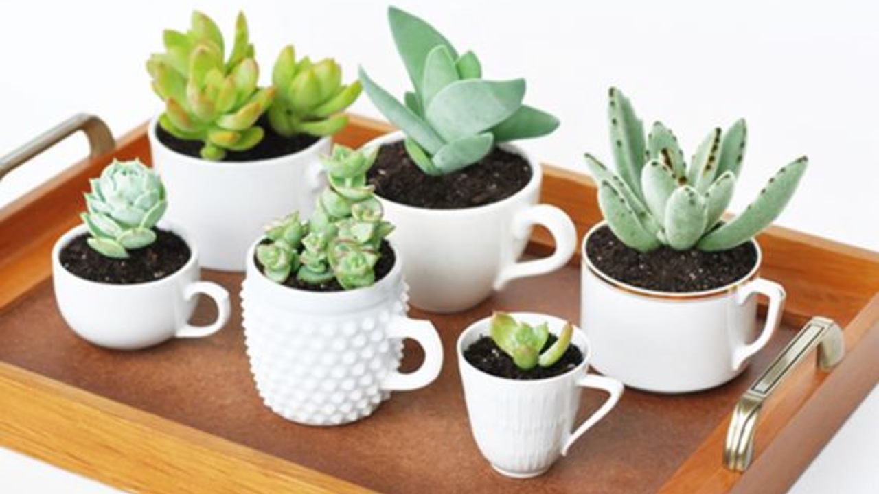 plantas suculentas en tazas