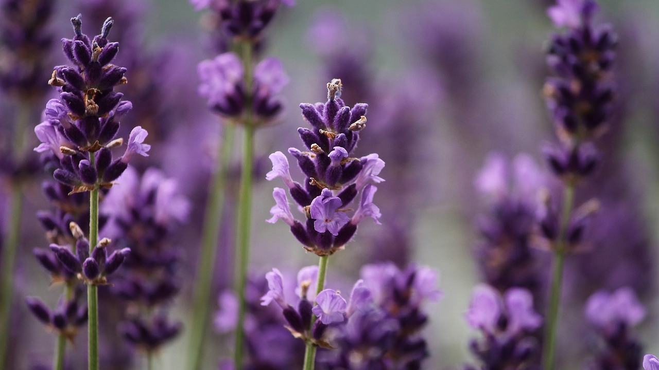macetas para lavanda