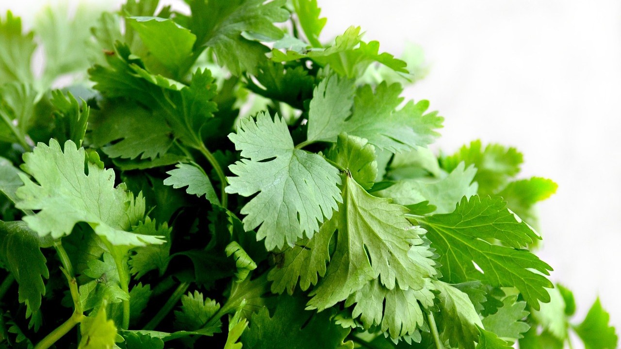 jardineria plantas aromaticas