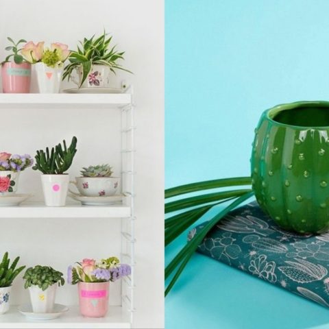 tipos de plantas que puedes cultivar en tazas
