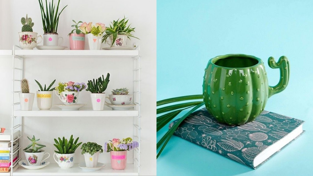 tipos de plantas que puedes cultivar en tazas