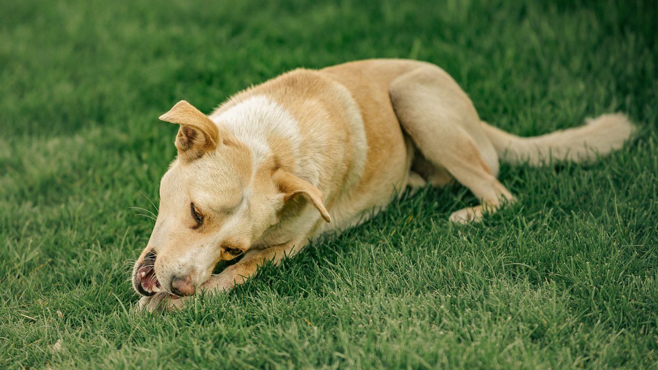 como evitar que perro destruya plantas de sol