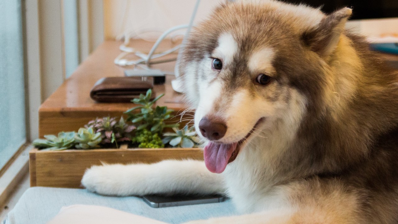 plantas suculentas son toxicas para perros