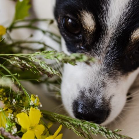 tips para evitar que perro destruya tus macetas