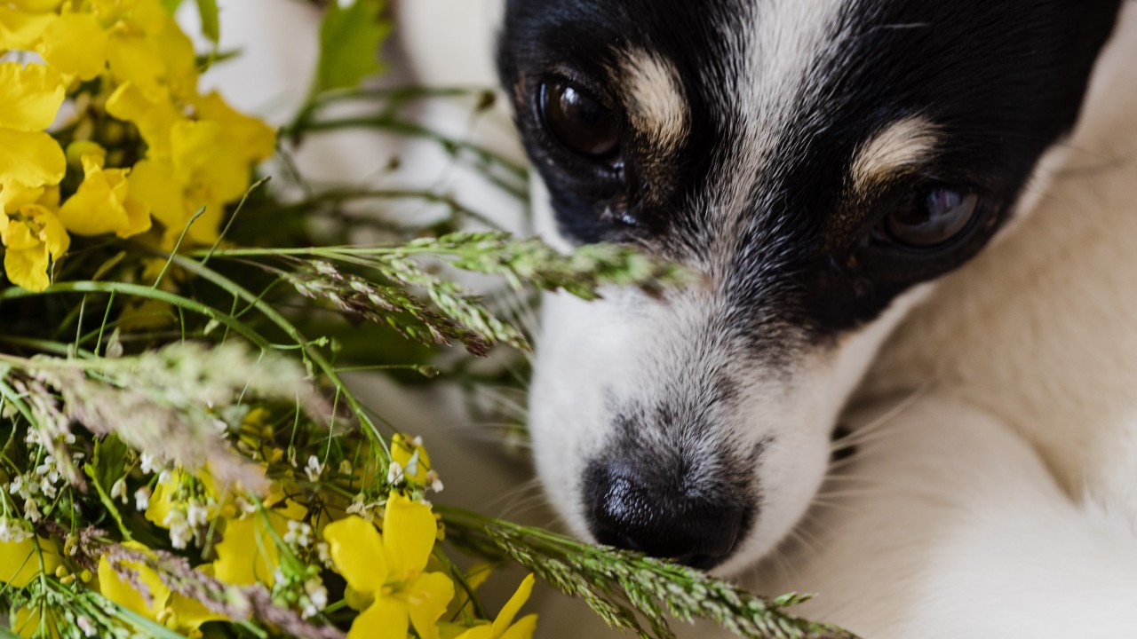 tips para evitar que perro destruya tus macetas