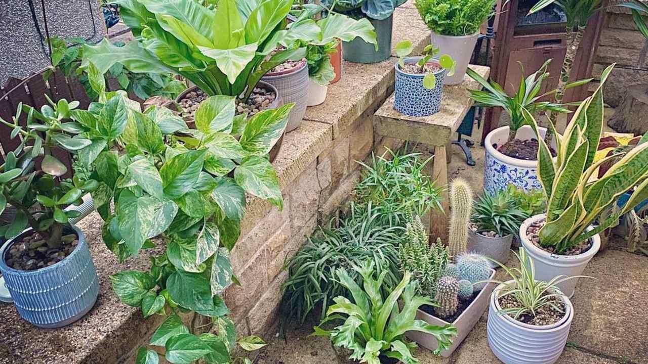 polvo para bebé protege a las plantas