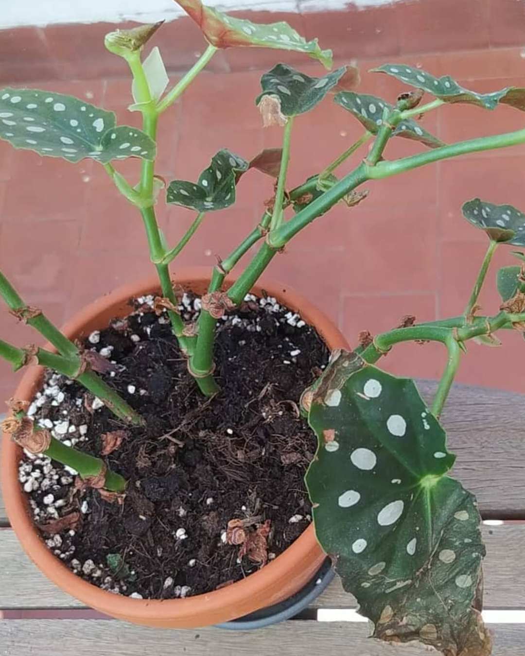 hack para jardín con talco para bebé