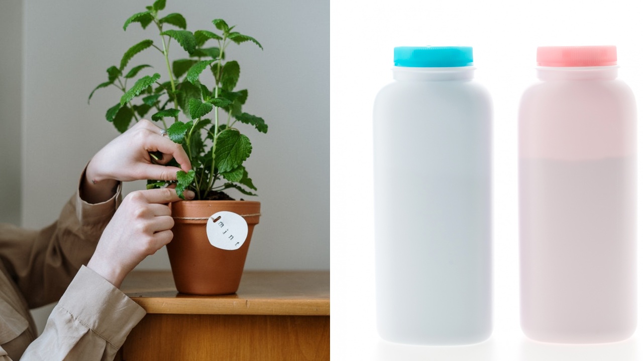 truco con talco de bebé para plagas