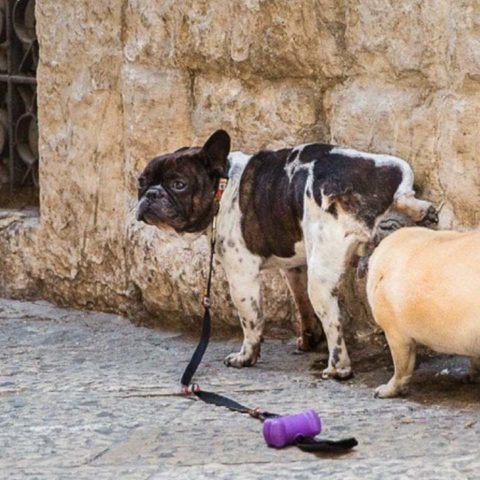 truco natural para ahuyentar a los perros