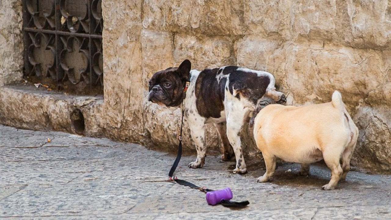 truco natural para ahuyentar a los perros