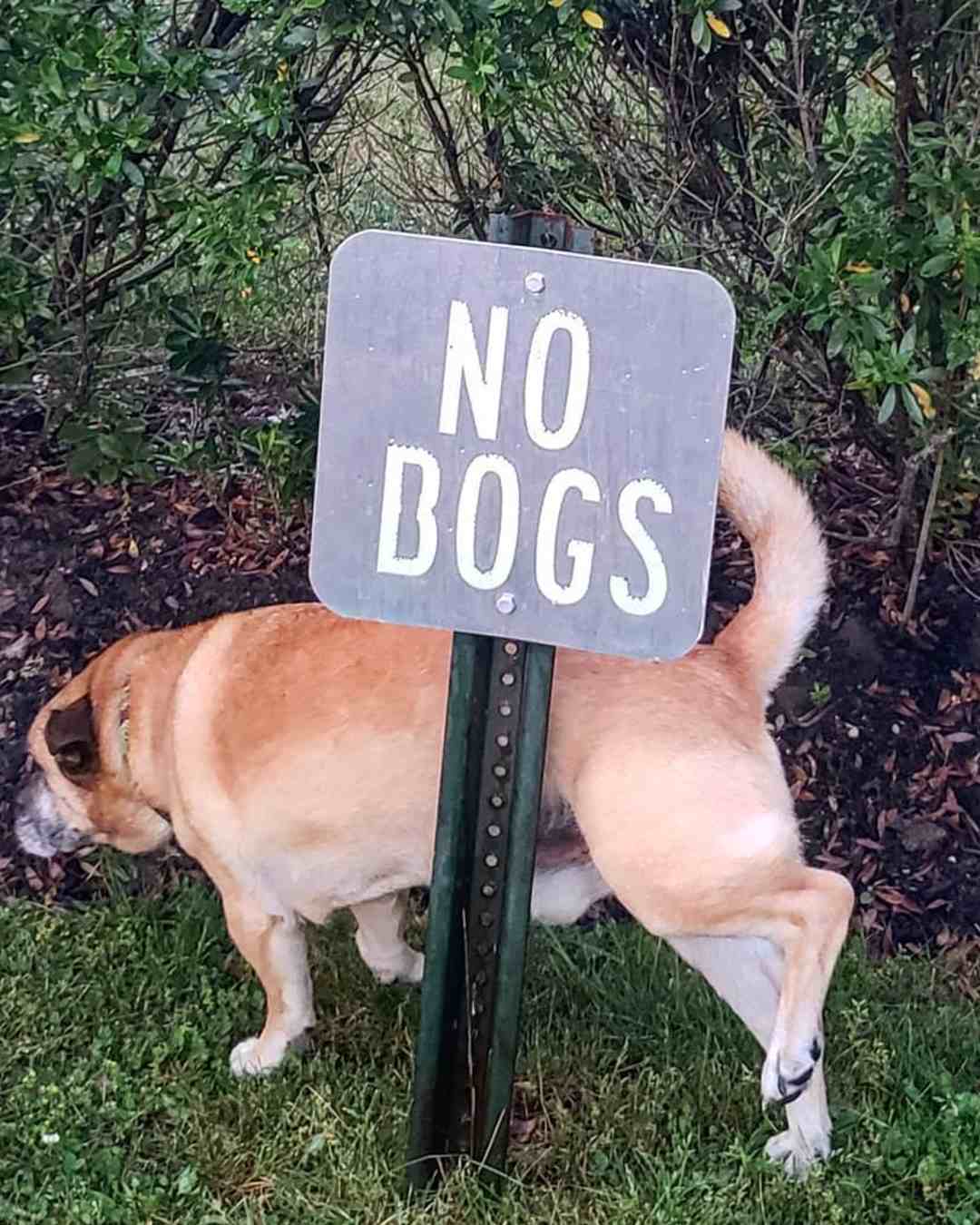 truco natural para ahuyentar a los perros no orinen