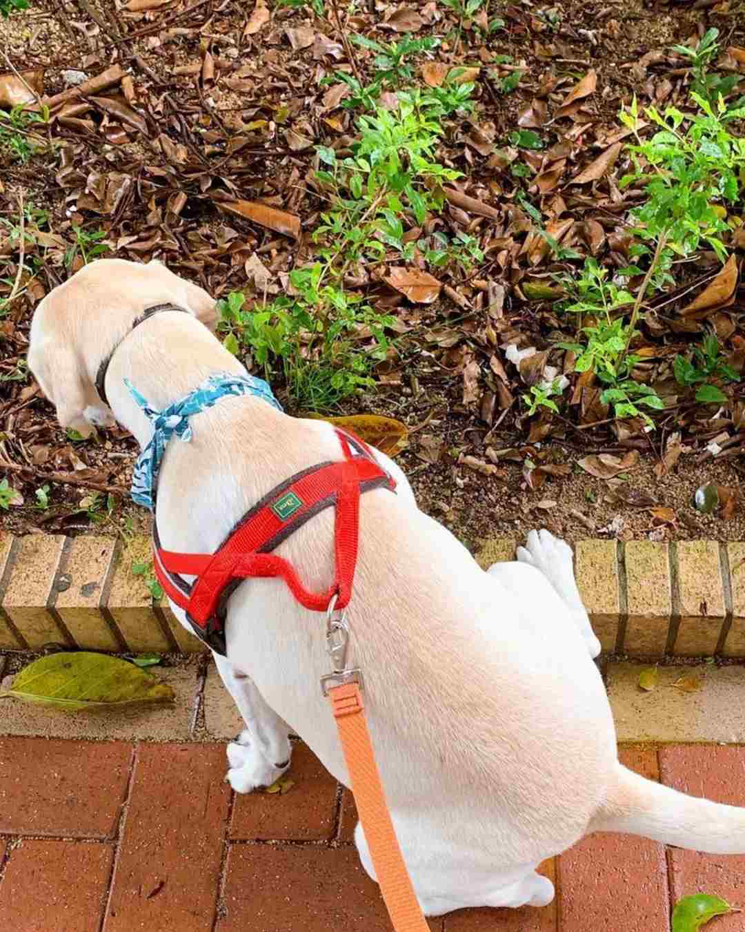 remedio casero que no lastima a animales orines defecar