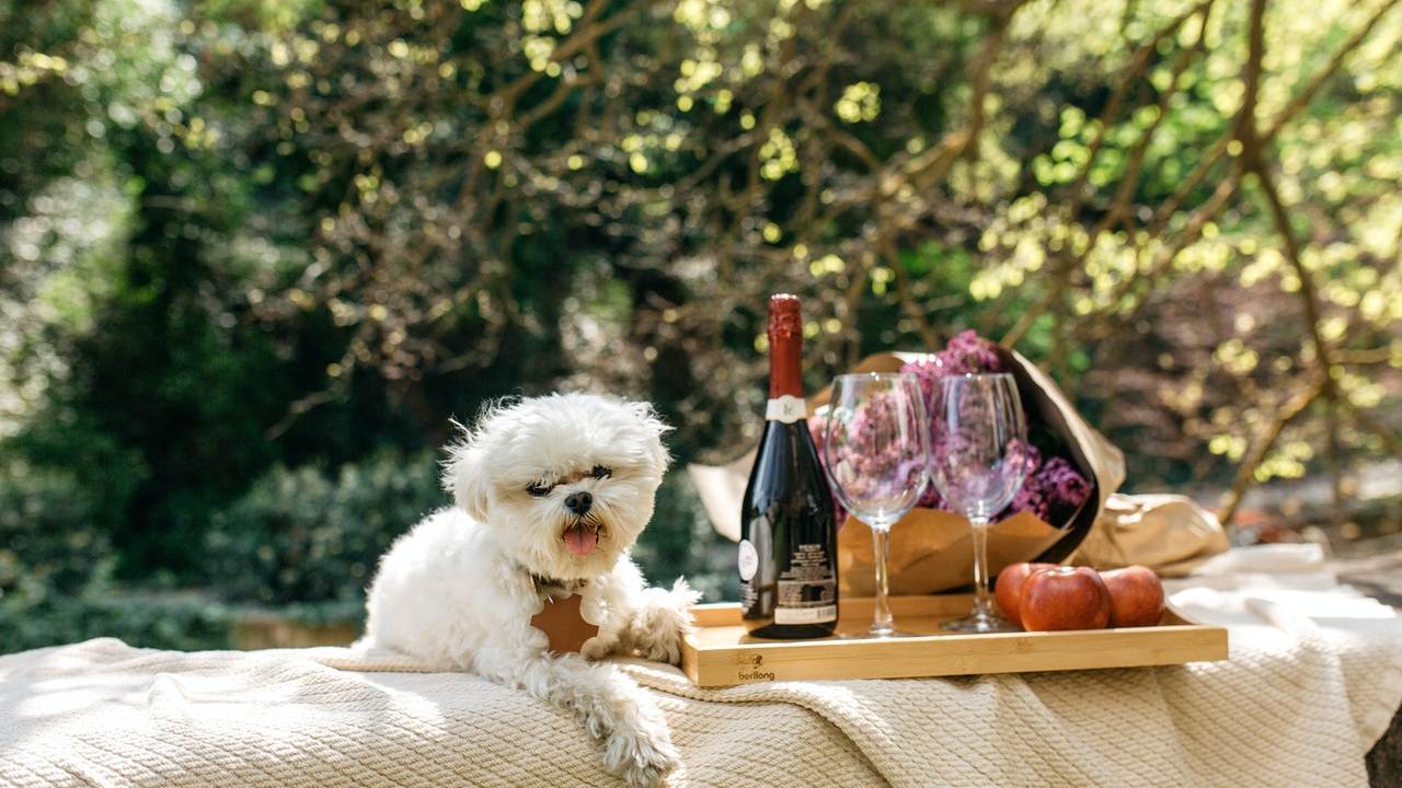 puedo darle jitomate a mis mascotas