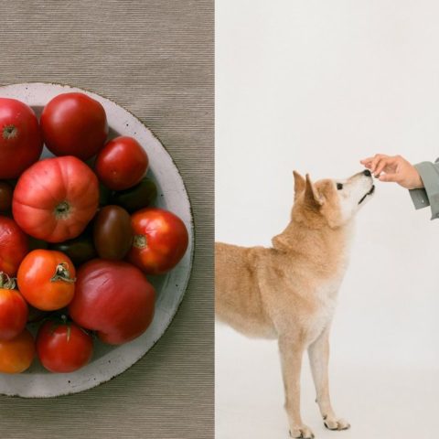 perro razones por las que no debe comer jitomates