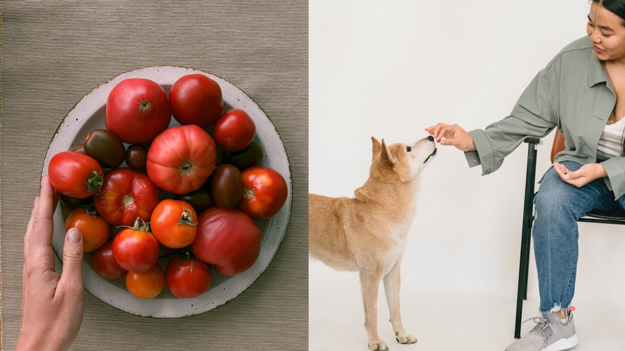 perro razones por las que no debe comer jitomates