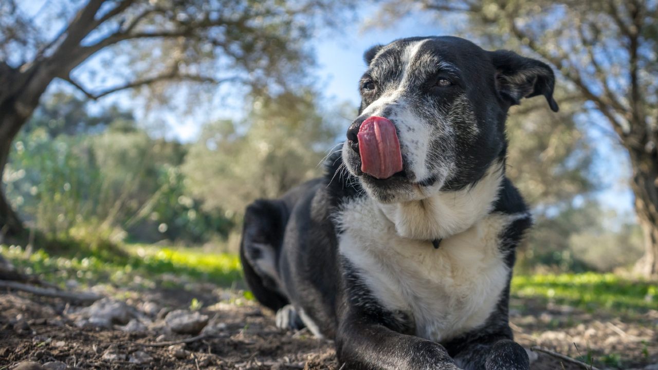 mascotas lamiéndose las patas razón