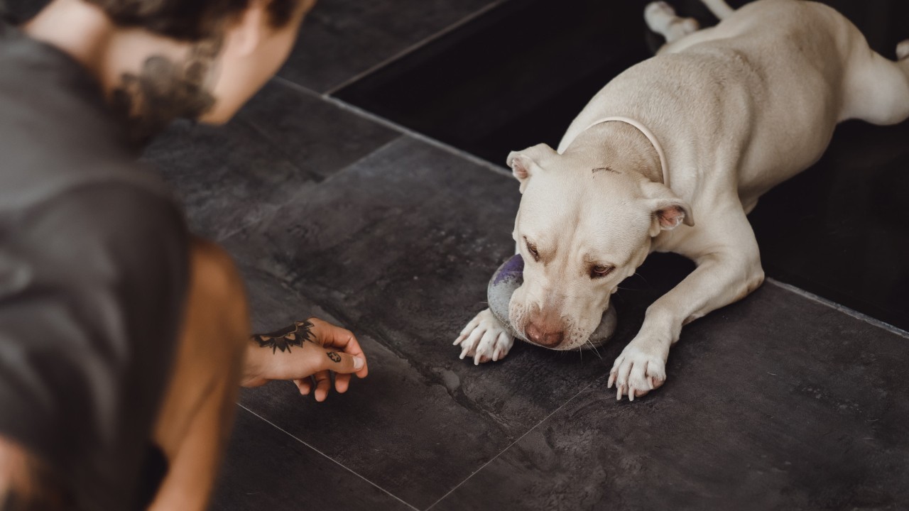 razas de perros grandes se lamen las patas