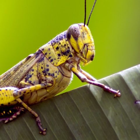 como ahuyentar a los grillos de forma natural