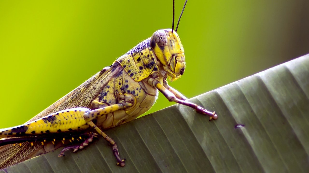 como ahuyentar a los grillos de forma natural