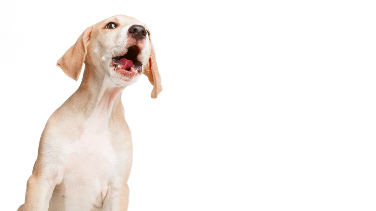 mascotas como hacer que no ladren a las visitas